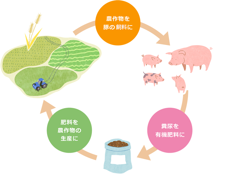 「農作物を豚の肥料に、糞尿を有機肥料に、肥料を農作物の生産に」の循環図