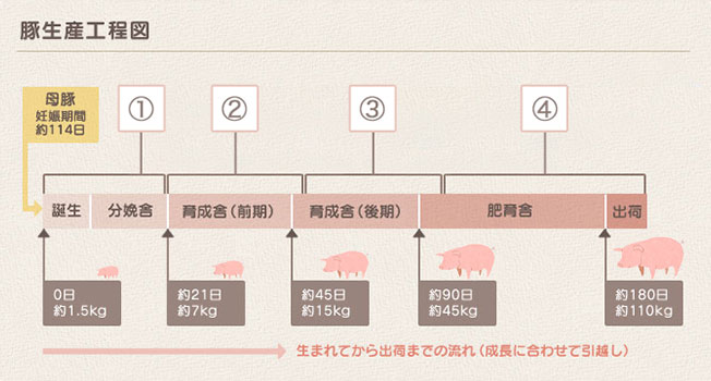 豚の生産工程